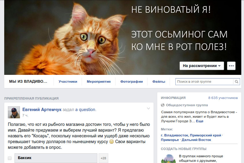 Кот из Владивостока
